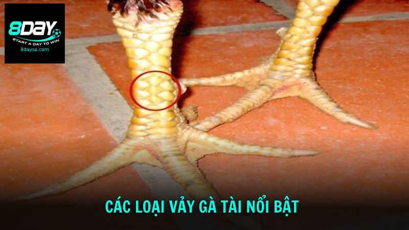 Tìm hiểu các loại vảy tài nổi bật cho kê thủ