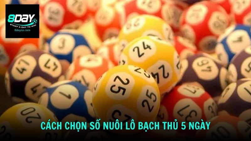 Hướng dẫn cách chọn số nuôi lô bạch thủ 5 ngày tại 8DAY