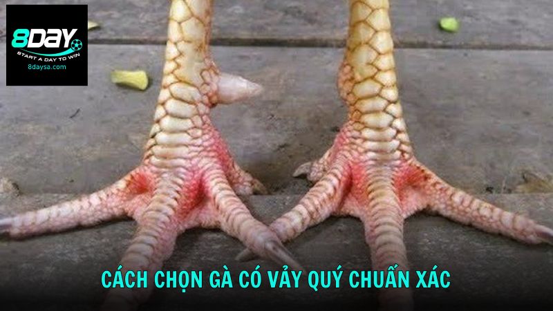 Bật mí cách chọn gà có vảy quý chuẩn xác từ chuyên gia 8DAY