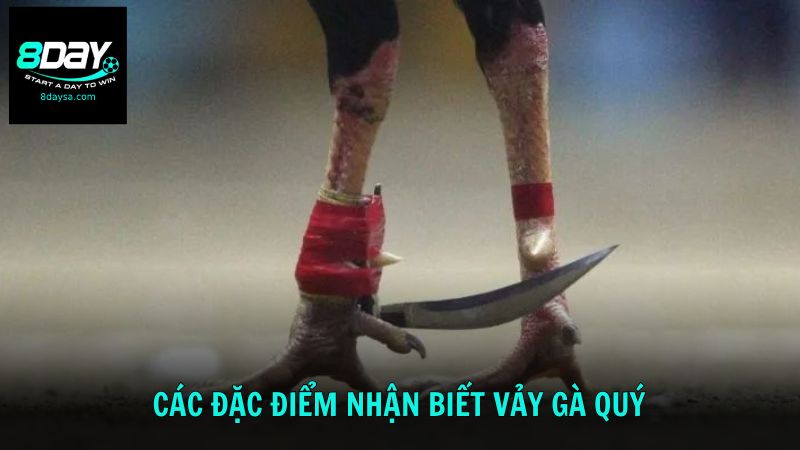 Khám phá các đặc điểm nhận biết vảy gà quý phổ biến