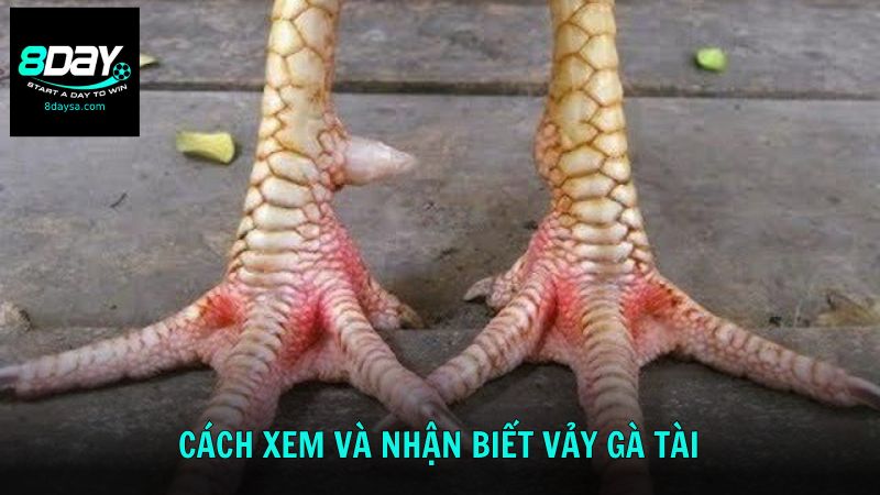 Tìm hiểu cách xem và nhận biết vảy gà tài