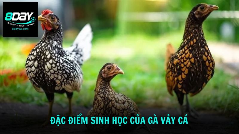 Tìm hiểu cách nhận diện nhờ đặc điểm sinh học của giống gà sở hữu vảy cá