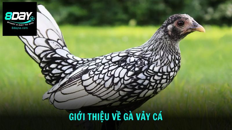 Tìm hiểu thông tin về giống gà vảy cá