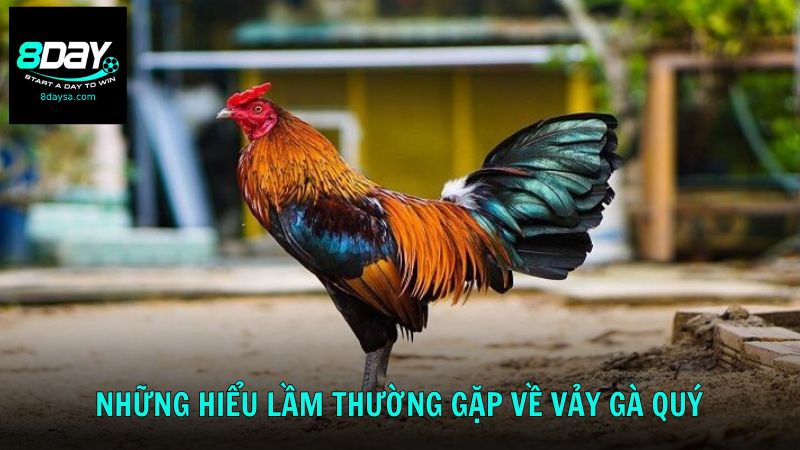 Một số hiểu lầm thường gặp về gà có vảy quý