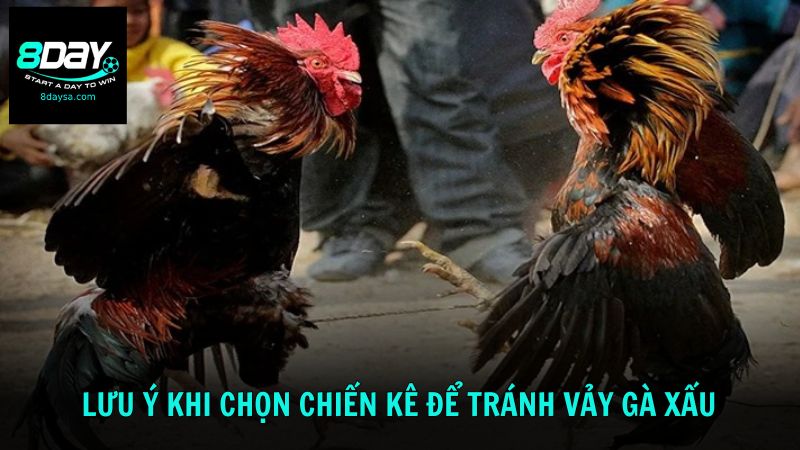 Một số lưu ý khi chọn chiến kê để tránh vảy gà không tốt