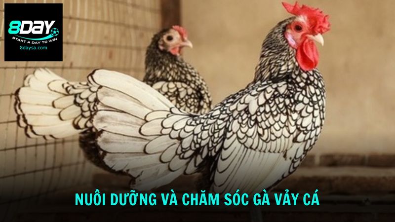 Bật mí cách nuôi dưỡng và chăm sóc thần kê vảy cá