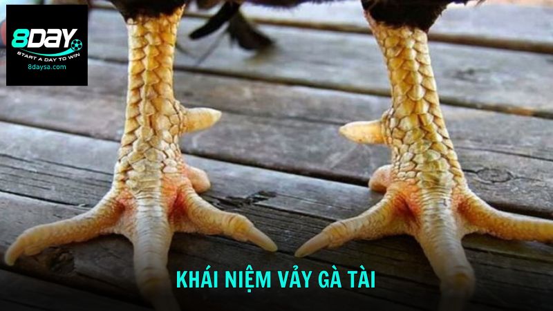Tìm hiểu thông tin về giống gà vảy tài là gì?
