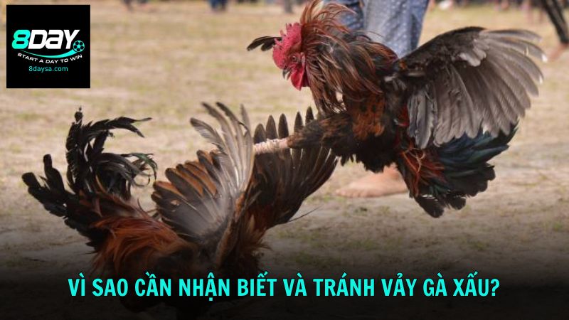 Vì sao cần nhận biết và tránh các loại vảy không tốt khi chọn chiến kê?